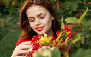 Tout savoir sur la plante lycium barbarum et ses bienfaits