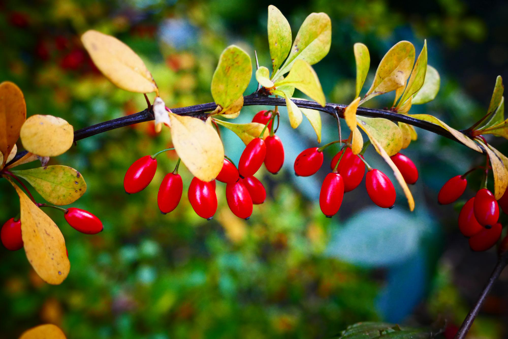 la plante lycium barbarum et ses bienfaits