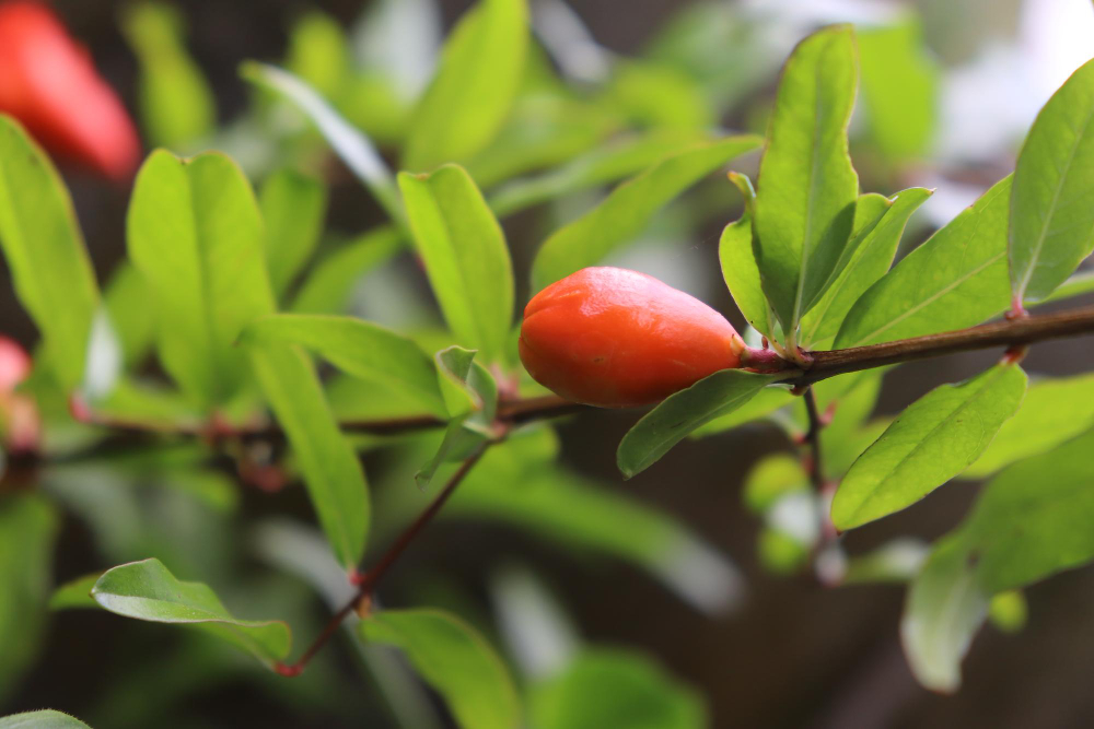  la plante lycium barbarum