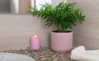 plante à choisir pour une salle de bain sans fenêtre