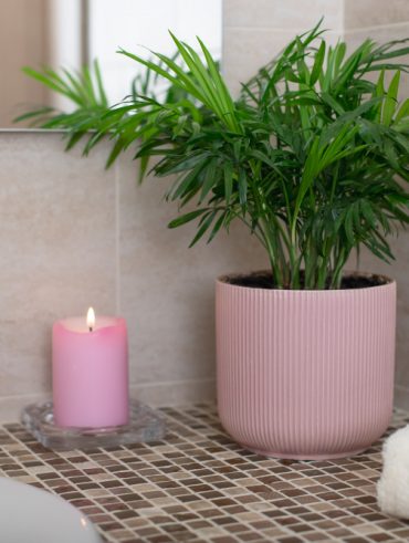 plante à choisir pour une salle de bain sans fenêtre