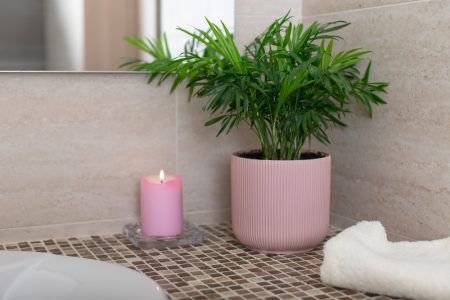 plante à choisir pour une salle de bain sans fenêtre