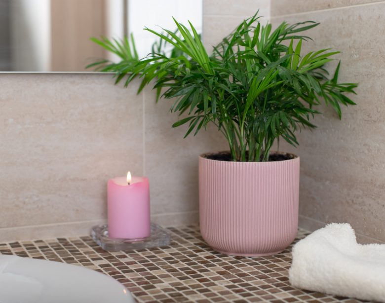 plante à choisir pour une salle de bain sans fenêtre