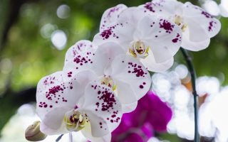 Les secrets pour entretenir un phalaenopsis et prolonger sa floraison
