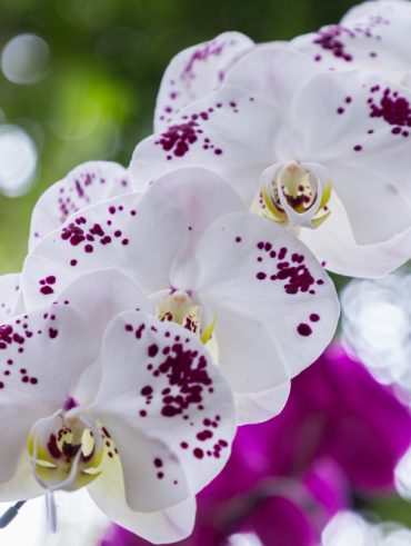 Les secrets pour entretenir un phalaenopsis et prolonger sa floraison