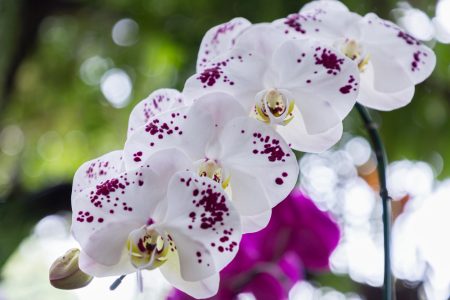 Les secrets pour entretenir un phalaenopsis et prolonger sa floraison