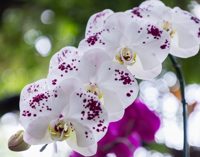 Les secrets pour entretenir un phalaenopsis et prolonger sa floraison