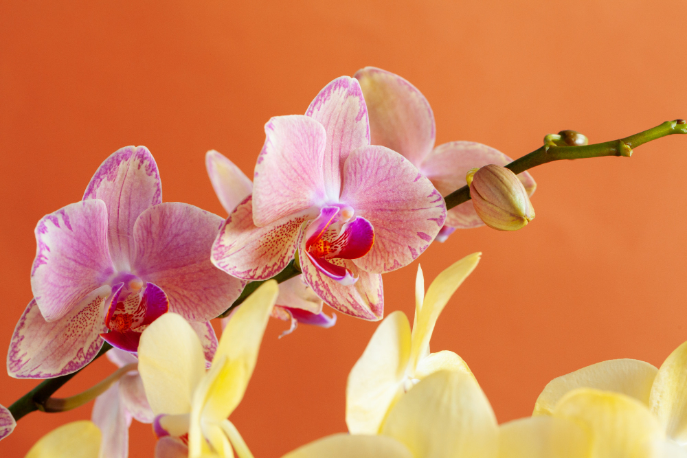  entretenir un phalaenopsis et prolonger sa floraison